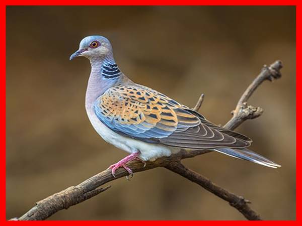 Mơ thấy chim cu gáy đánh con gì? Điềm báo ý nghĩa giấc mộng Mơ thấy chim cu gáy đánh con gì? Điềm báo ý nghĩa giấc mộng