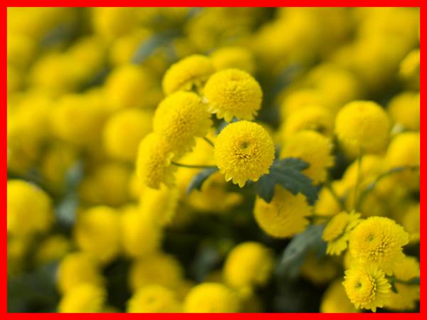 Nằm mơ thấy hoa cúc vàng nên chọn số mấy? đánh con gì Nằm mơ thấy hoa cúc vàng nên chọn số mấy? đánh con gì