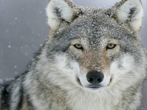 Cho sói số mấy? Nằm mơ thấy chó soi đánh con gì 2 Cho sói số mấy? Nằm mơ thấy chó soi đánh con gì 2