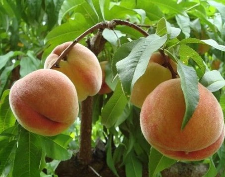 Quả đào tiên số mấy? Nằm mơ thấy quả đào tiên đánh con gì 2 Quả đào tiên số mấy? Nằm mơ thấy quả đào tiên đánh con gì 2