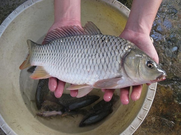 Nằm mơ thấy cá chép điềm gì, đánh số mấy may mắn?