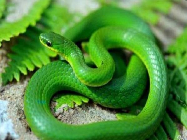 Luận giải giấc mơ thấy rắn xanh? Đánh số mấy trúng lớn?