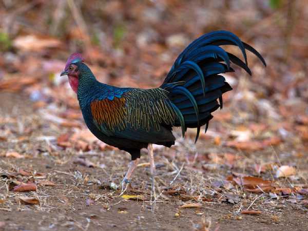 Bắt gặp thấy gà rừng