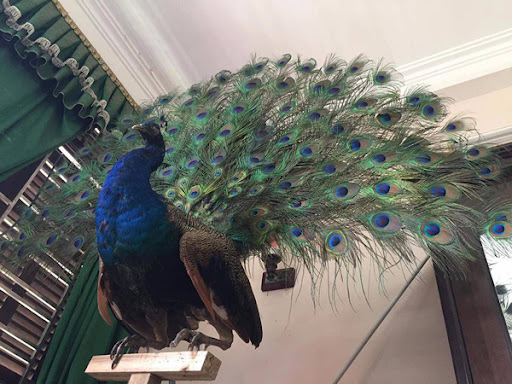 Đi đường thấy chim công có những con số gì tài lộc?